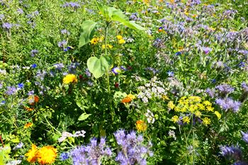 Øko-Blomsterbl. flerårig, 1kg